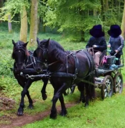 Clearance Harnais en paire taille full elite Harnais D'Attelage|Equipements D'Attelage