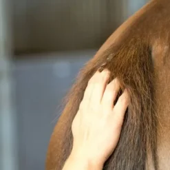 New Horskin Baume Bio Plantain DER Démangeaisons Force 4 Dermite Cheval|Peau Et Sabots·Dermite Estivale