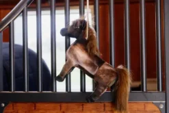 Sale Jouet de boxe Poney Tableux - Kentucky Aménagement De L'Écurie·Jouets Pour Chevaux