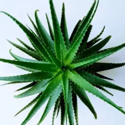 Hot Jus d'Aloé Vera - Bien-Être Du Cheval·Plantes Pour Chevaux