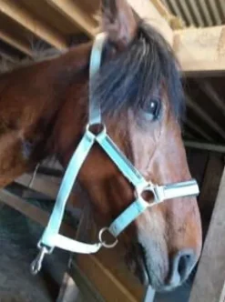 Outlet Licol Licols Et Longes