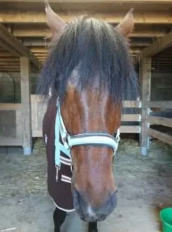 Outlet Licol Licols Et Longes