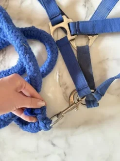 Best Licol Licols Et Longes