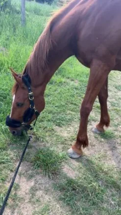 Best Licol Licols Et Longes