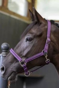 Online Licol + longe Amour - - Réglable et durable Licols Et Longes