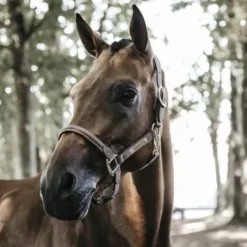 New Licol anatomique en suédine - Kentucky - Cuir artificiel Licols Et Longes