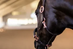 Licol Anatomique Moonless Night - Licols Et Longes