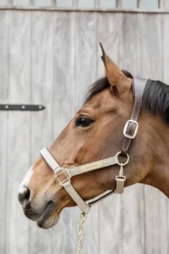 Online Licol anatomique nylon - Kentucky Licols Et Longes