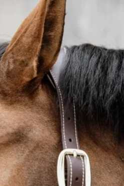 Online Licol anatomique nylon - Kentucky Licols Et Longes