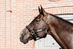 Online Licol anatomique nylon - Kentucky Licols Et Longes