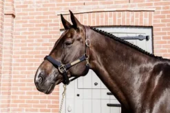 Online Licol anatomique nylon - Kentucky Licols Et Longes