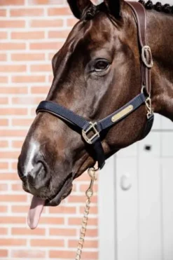 Online Licol anatomique nylon - Kentucky Licols Et Longes