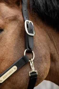 Online Licol anatomique nylon - Kentucky Licols Et Longes