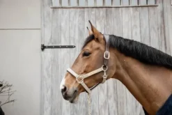 Online Licol anatomique nylon - Kentucky Licols Et Longes