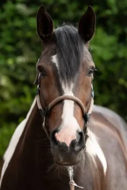 Discount Licol carlotta - - cuir et nylon Licols Et Longes