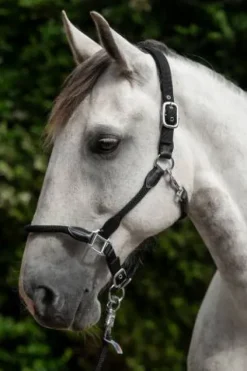 Discount Licol carlotta - - cuir et nylon Licols Et Longes