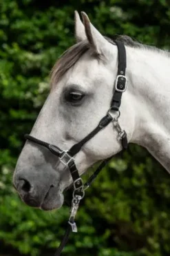 Discount Licol carlotta - - cuir et nylon Licols Et Longes