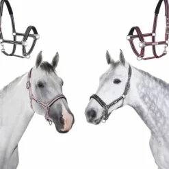 Clearance Licol classique - Licols Et Longes