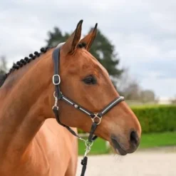 Hot Licol Clincher - Collection One Premium - Licols Et Longes