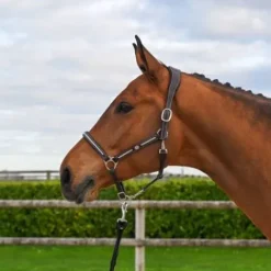 Hot Licol Clincher - Collection One Premium - Licols Et Longes