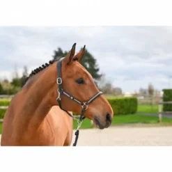 Hot Licol Clincher - Collection One Premium - Licols Et Longes