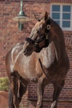 Clearance Licol complet Faux Fur Heritage 2025 - - Fausse fourrure Licols Et Longes