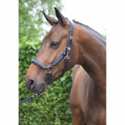 Sale Licol Crystal - Collection Week - Licols Et Longes