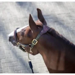 Online Licol cuir capella Licols Et Longes