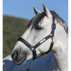 Online Licol cuir capella Licols Et Longes