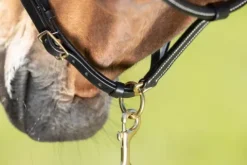 Sale Licol cuir coutures crème noir - - cuir souple Licols Et Longes