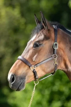 Sale Licol cuir coutures crème noir - - cuir souple Licols Et Longes