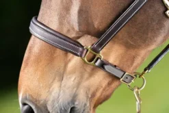 Sale Licol cuir coutures crème noir - - cuir souple Licols Et Longes