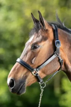 Online Licol cuir double réglage - - cuir souple Licols Et Longes