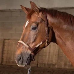 Outlet Licol cuir Flash - Harry's Horse - Anatomique et chic Licols Et Longes