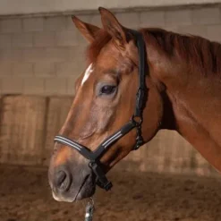 Outlet Licol cuir Flash - Harry's Horse - Anatomique et chic Licols Et Longes