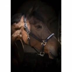 Hot Licol cuir Harmonie - PENELOPE COLELCTION Licols Et Longes