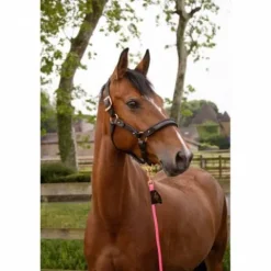 Best Licol cuir disco noir - - boucles or rose Licols Et Longes