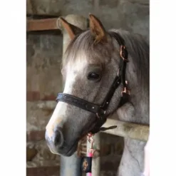 Best Licol cuir disco noir - - boucles or rose Licols Et Longes