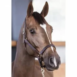 Licol cuir NT - - Cuir vachette souple Licols Et Longes