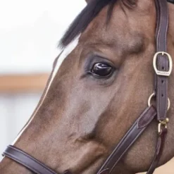 Licol cuir NT - - Cuir vachette souple Licols Et Longes