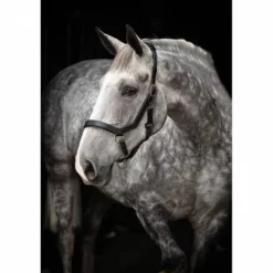 New Licol cuir Micklem - Horseware Licols Et Longes