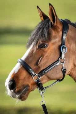 Best Licol cuir Wave Licols Et Longes