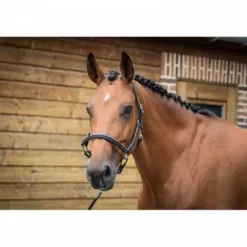 Licol de pansage - Collection One - Jump'in Licols Et Longes