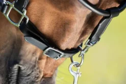 Online Licol de pansage Licols Et Longes