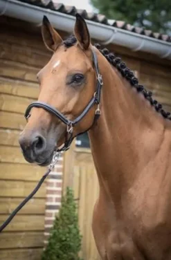 Discount Licol de pansage Jump'in collection One Licols Et Longes