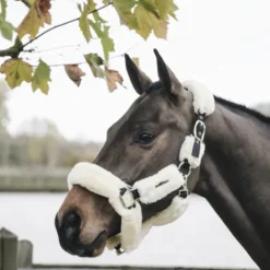 Clearance Licol de transport mouton - Kentucky Licols Et Longes