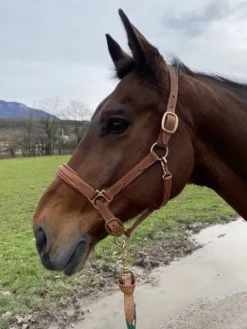 Discount Licol marron Licols Et Longes