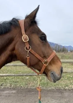 Discount Licol marron Licols Et Longes