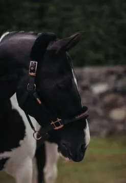 Online Licol doublé mouton et longe - DARK SKY Licols Et Longes