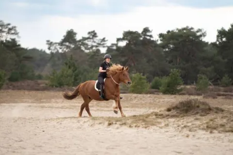 Sale Licol en corde free ride - - ethologique Licols Et Longes